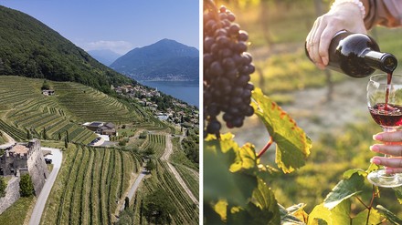 Weinbau Weinbau im Tessin