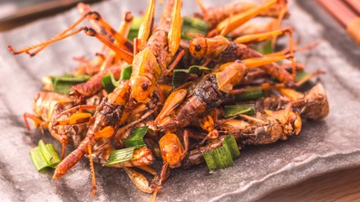 Insekten auf einem Teller