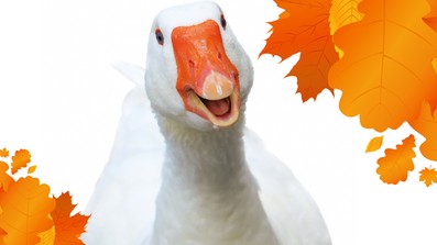 Der Gans gehts an den Kragen