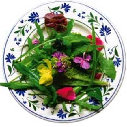 Teller mit Wildkräutern vom Cafe Botanico Teller mit Wildkräutern vom Cafe Botanico