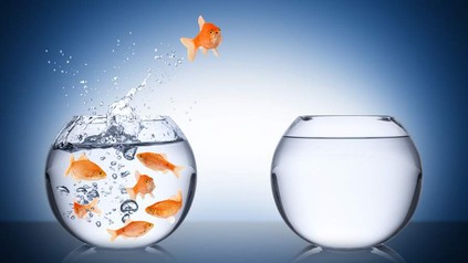 Ein belgisches Hotel vermietet Goldfische an einsame Gäste. (Foto: © stockphoto-graf/fotolia)