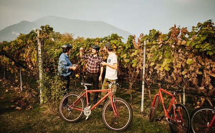 Radfahrer vor einem Weinberg im Herbst