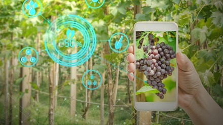 Ein Winzer mit einem Handy