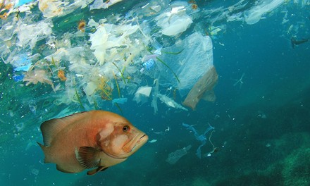 Plastikabfall und Fisch im Meer