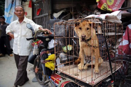 In China werden pro Jahr rund 20 Millionen Hunde und Katzen geschlachtet. (Foto: © dpa)