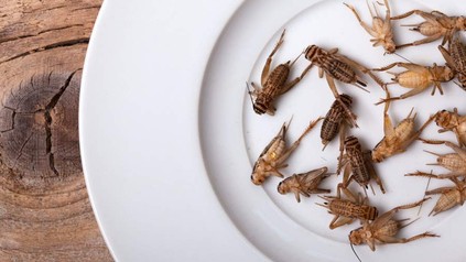 Insekten auf Teller