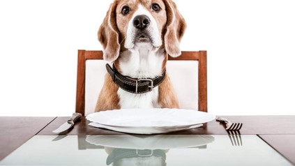 Österreichischer Obmann Pulker unterstützt Hundeverbot. (Foto: Soloviova Liudmyla/fotolia)