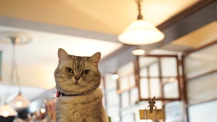 Katzen-Café