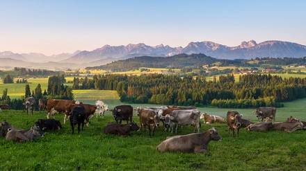 Kühe auf einer Weide im Allgäu mit Bergpanorama