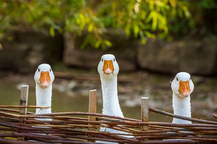 Drei Gänse blicken über einen Holzzaun