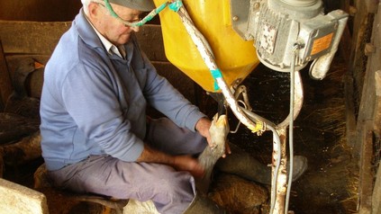 Ein Bauer füttert eine Gans mit einer Maschine