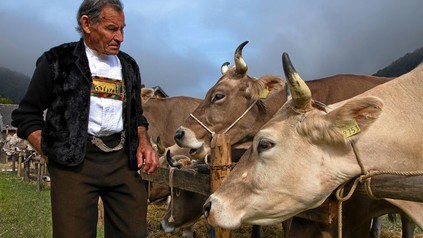 Schweizer Bauer mit seinen Kühen