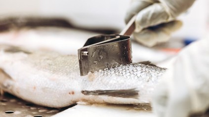 Eine Person beim Schuppen eines Fisches