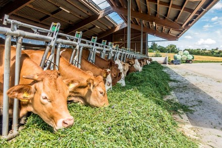 Kühe beim Fressen von frischem Gras auf einem Bauernhof