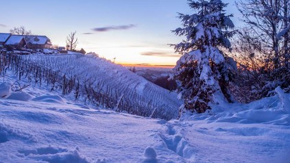 Ein Weinberg im Schnee