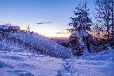 Ein Weinberg im Schnee