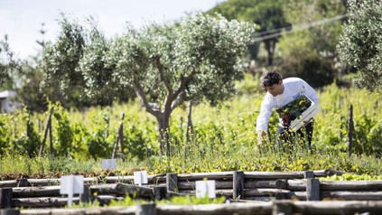 Koch pflückt Kräuter in seinem Garten