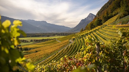 Wein- und Genussregion Bündner Herrschaft