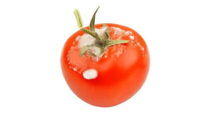 Tomate mit Schimmel