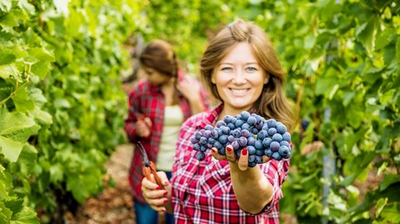 Eine Winzerin bei der Weinlese