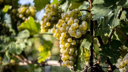 Weißwein-Rebe
