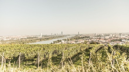 Blick auf Wien mit Weingärten im Vordergrund