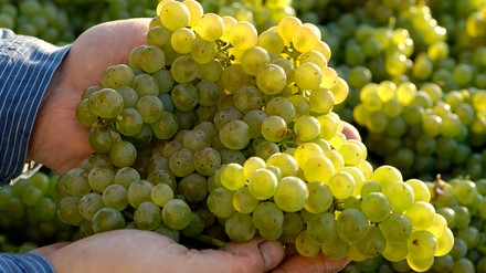 Nahaufnahme von Händen, die grüne Weintrauben halten