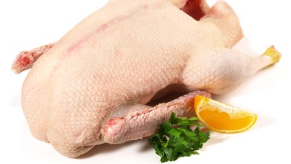 Gans mit Zitronenscheibe