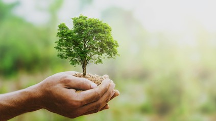Ein Baum in den Händen