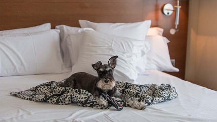 Hunde als Urlaubsbegleiter.