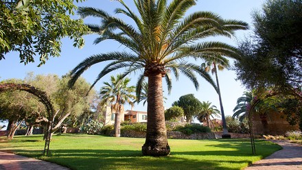 Eine Palme auf Mallorca.