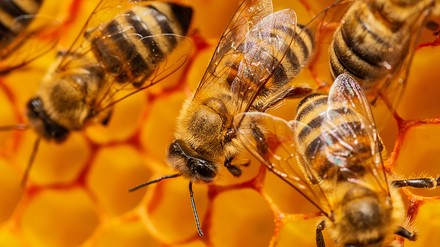 Bienen tummeln sich auf der Honigwabe.