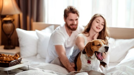 Ein hundefreundliches Hotel zu finden ist manchmal gar nicht so leicht. Wer den hundehotel.info Award kennt, findet schnell die richtige Bleibe