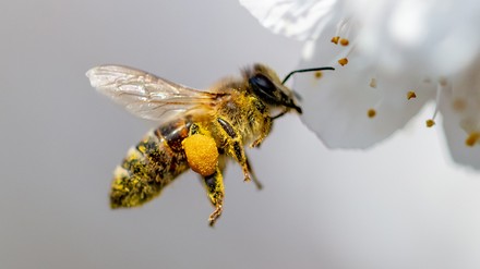 Bienen tragen einen großen Teil zum Erhalt der biologischen Vielfalt und damit zu einem funktionierenden Ökosystem bei.