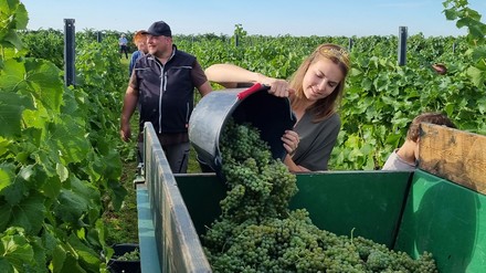 Die Pfälzische Weinkönigin Lea Baßler bei der Lese der ersten Trauben des Jahres