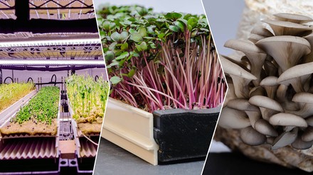 In einer Urban Farm produziert das Start-up Kleinblatt Keimlinge und Gourmet-Pilze. (Foto: © Kleinblatt)