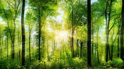 Wald mit strahlender Sonne