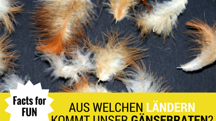 Facts for fun aus welchen Ländern kommt unser Gänsebraten?