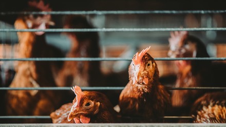 Masthühner in Käfigen