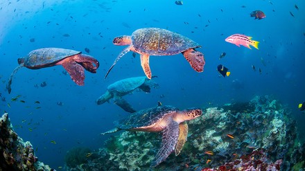 Vier Schildkröten im Meer, schwimmend