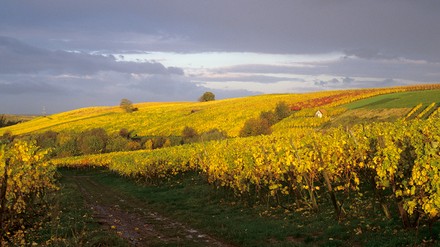 Weinberge