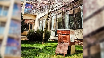 Ein Bienenstock vor einem Hotel