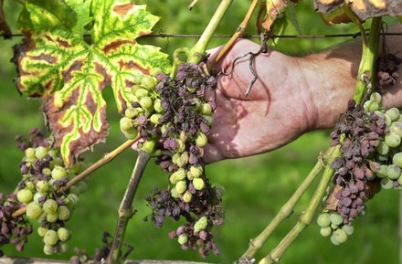 Vom Pilz befallener Rebstock