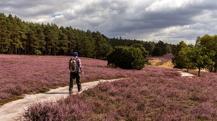 Wanderer auf dem Heidepanoramweg zur Heideblüte in der Lüneburger Heide