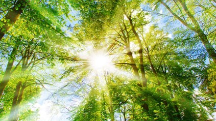 Sonnenschein durch Bäume
