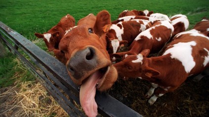Kuh streckt die Zunge raus
