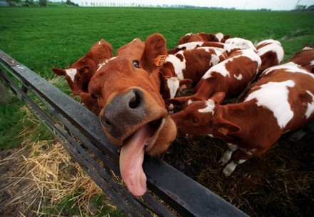 Kuh streckt die Zunge raus