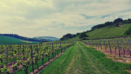 Panorama eines Weinbergs