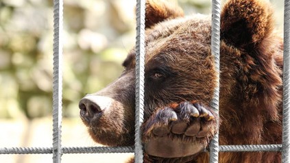 Bär im Käfig