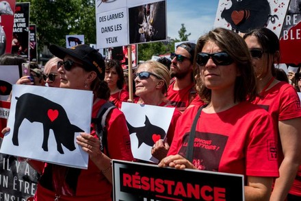 Menschen bei der Demonstration gegen Schlachthäuser